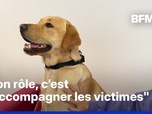 Replay ROBIN DE BFM - À Bayonne, un jeune labrador apaise et accompagne les victimes de violences