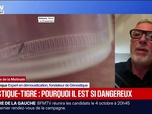 Replay BFM Première - Prolifération, vecteur de maladies… pourquoi le moustique-tigre est dangereux et de plus en plus résistant?