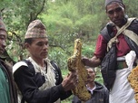 Replay Népal, les Gurung et l'abeille géante - Les maîtres des abeilles