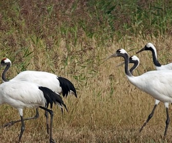 Replay Blanc, comme le mont Tianzhu et le désert de Gobi - Les couleurs de la Chine