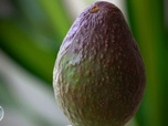 Replay e=m6 - Banane, kiwi, avocat : 3 fruits exotiques dont les Français raffolent !