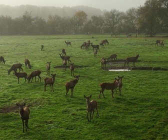 Replay Le goût du détail - Cerf