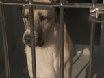 Replay Chiens et chats sans collier - Petits gestes, grandes espérances