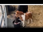 Replay De la taille d'un épagneul : un minuscule poney devient l'attraction d'un refuge pour animaux