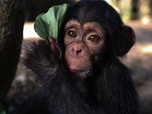 Replay Baby Chimp Rescue - La saison des changements