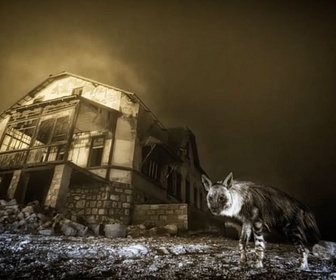 Replay La hyène sous la lune : les secrets du prix Wildlife - Le dessous des images