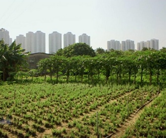 Replay Paysans du monde - Hong Kong : L'agriculture urbaine