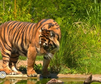 Replay Une saison au zoo - S12 E48