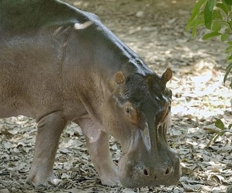 Replay Les hippopotames de Pablo Escobar - GEO Reportage