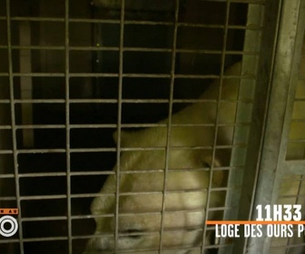 Replay Une saison au zoo - S10 E51