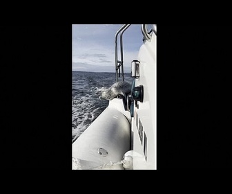 Replay Un phoque saute sur le bateau d'un photographe pour échapper aux orques