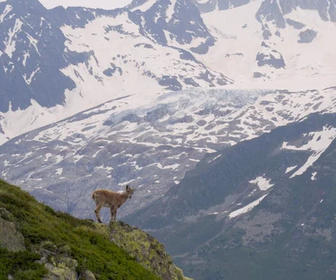 Replay Bouquetin, la vigie des montagnes