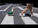 Replay Merlin, le canard devenu mascotte virale du Mondial