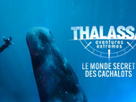 Replay Thalassa, aventures extrêmes - 09/03/2026
