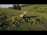 Replay Le grand retour des vautours bulgares : changement en Europe après des siècles de persécution