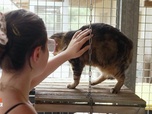 Replay Animaux à adopter - Jack Sparrow, le chat pirate à 3 pattes et Winkie la petite créole arrivée de Guadeloupe
