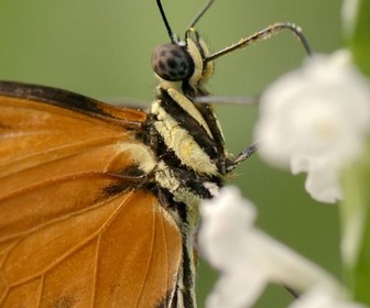 Replay Florilège - Les papillons, ces super-héros de la nature