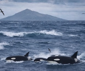 Replay Les dents de la mer - Le peuple des tempêtes