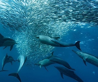 Replay La grande migration des poissons d'argent