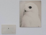 Replay ARTE Journal - Yamamoto Masao illumine L'Eté photographique de Lectoure