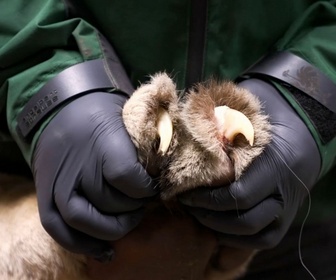 Replay Le lion Tajo chez le dentiste : et ensuite...