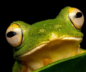 Replay Inde - Le monde merveilleux des grenouilles