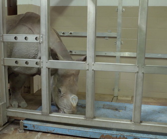 Replay Au cœur du zoo de New York - S4E12 - Sauvetage des bébés pumas