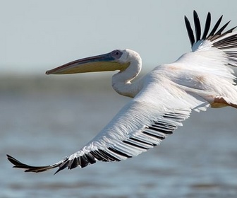 Replay Le delta du Danube, dernier refuge des pélicans - GEO Reportage