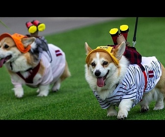 Replay Course, aboiements et déguisements de corgis lors d'une compétition insolite à Vilnius