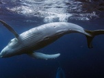 Replay Le royaume des animaux - L'odyssée des baleines à bosse