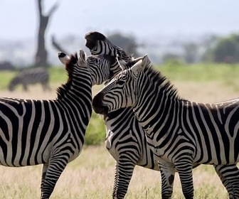 Replay Secrets de famille - Les réseaux sociaux des animaux