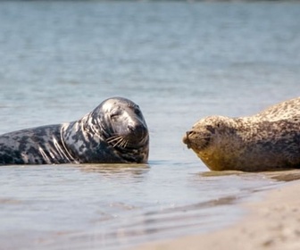 Replay Le phoque gris - Les animaux sauvages d'Europe