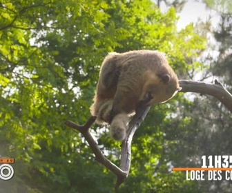 Replay Une saison au zoo - S12 E38