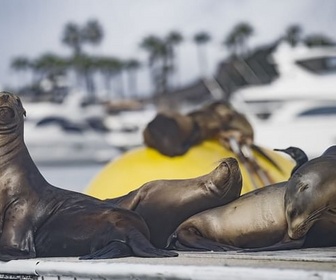 Replay San Diego sauvage