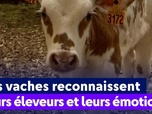 Replay On a de l'info - Les vaches reconnaissent leurs éleveurs et leurs émotions