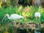 Replay Le Nord - Destination nature : la Floride