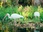 Replay Le Nord - Destination nature : la Floride