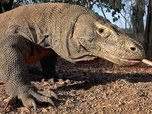 Replay Le dragon de Komodo - GEO Reportage