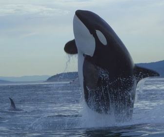 Replay Le royaume des animaux - Les orques, souveraines des mers