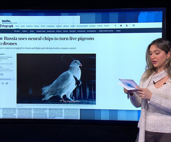 Replay Dans la presse - Russie : des pigeons-drones développés à des fins d'espionnage ?
