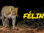 Replay Aventures en terre féline - Félins
