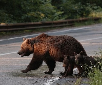 Replay Animaux et humains, la Terre en partage