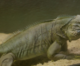 Replay Au cœur du zoo de New York - S4E1 - L'incroyable velcro