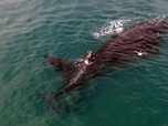 Replay S'adapter ou mourir - Les super-prédateurs des mers