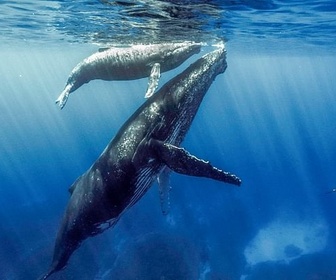 Replay Quand baleines et tortues nous montrent le chemin