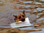 Replay Rex, chien flic - 07/08/2026