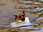 Replay Rex, chien flic