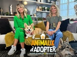 Replay Animaux à adopter - Olaf, Loulike et Trésor