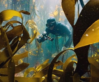 Replay Afrique du Sud - La forêt sous-marine de kelp