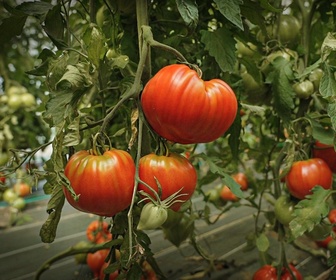 Replay Météo à la carte - Terroir : Les premières véritables tomates de l'été